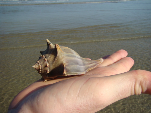 photo of Knobbed Whelk (Busycon carica)