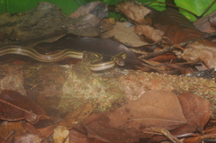 Lycodon tristrigatus