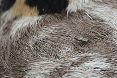 Cryptoses rufipictus