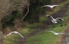 Chroicocephalus ridibundus