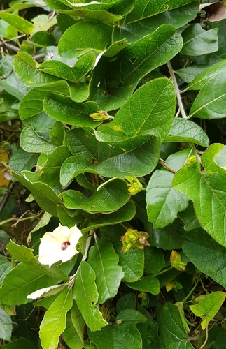 Gold Dwarf Morning Glory