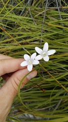 Prismatocarpus brevilobus