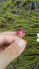 Prismatocarpus brevilobus