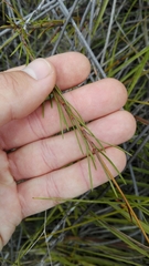 Prismatocarpus brevilobus