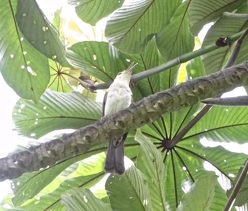 White-headed Wren (Campylorhynchus albobrunneus), photo 6