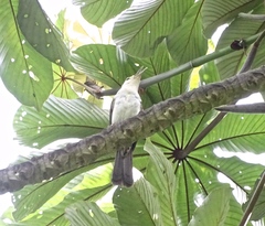 Campylorhynchus albobrunneus