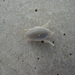 photo of Atlantic Sand Crab (Emerita talpoida)