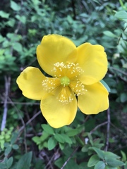 Hypericum patulum