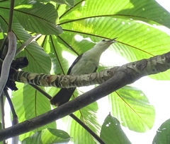 Campylorhynchus albobrunneus