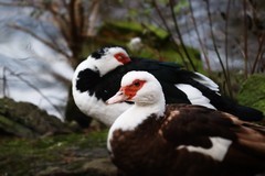 Cairina moschata domestica