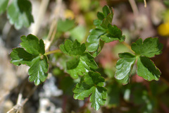 Potentilla gelida