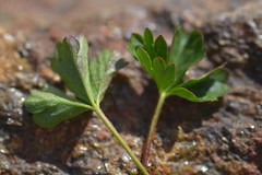 Potentilla gelida