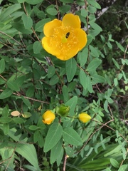 Hypericum patulum