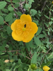 Hypericum patulum