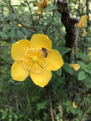 Hypericum patulum