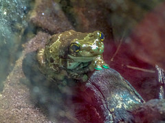 Trachycephalus resinifictrix