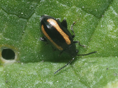 Phyllotreta vittula
