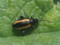 Phyllotreta vittula
