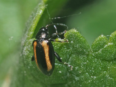 Phyllotreta vittula