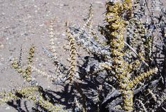 Junellia seriphioides