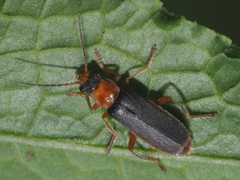 Cantharis lateralis