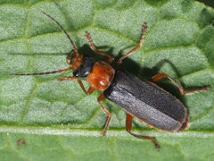 Cantharis lateralis