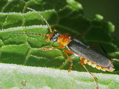 Cantharis lateralis
