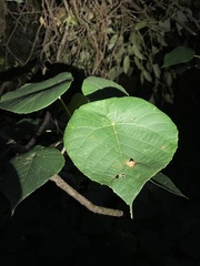 Macaranga indica