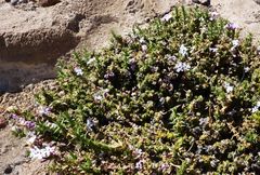 Junellia seriphioides