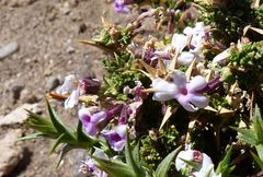 Junellia seriphioides