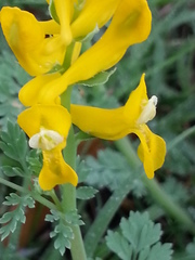 Corydalis curvisiliqua
