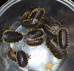 Trachelipus caucasius