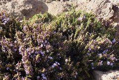 Junellia seriphioides