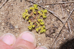 Chorizanthe procumbens