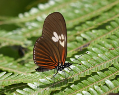 Eueides heliconioides