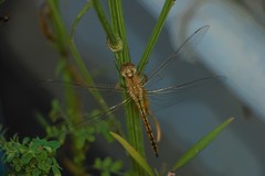 Pantala flavescens