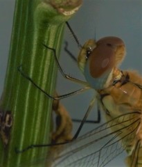 Pantala flavescens