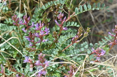 Astragalus preussii