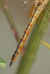 Pantala flavescens