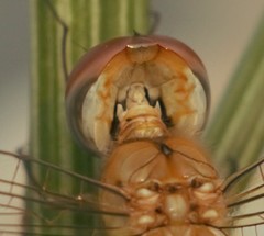 Pantala flavescens
