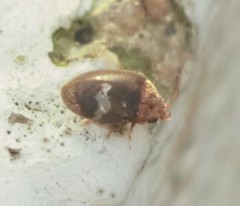 Rhyzobius lophanthae