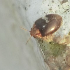 Rhyzobius lophanthae