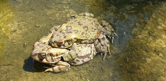 Sclerophrys poweri
