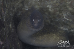 Gymnothorax thyrsoideus