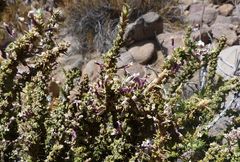 Junellia seriphioides