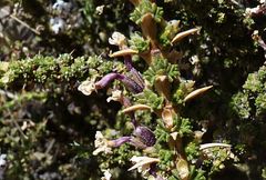 Junellia seriphioides