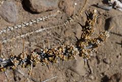 Junellia seriphioides