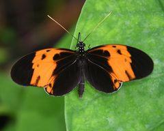 Heliconius numata