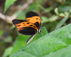 Heliconius numata