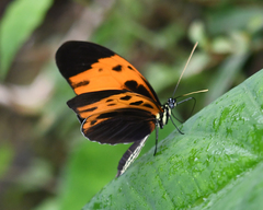 Heliconius numata
